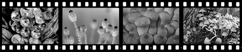 Film Strip